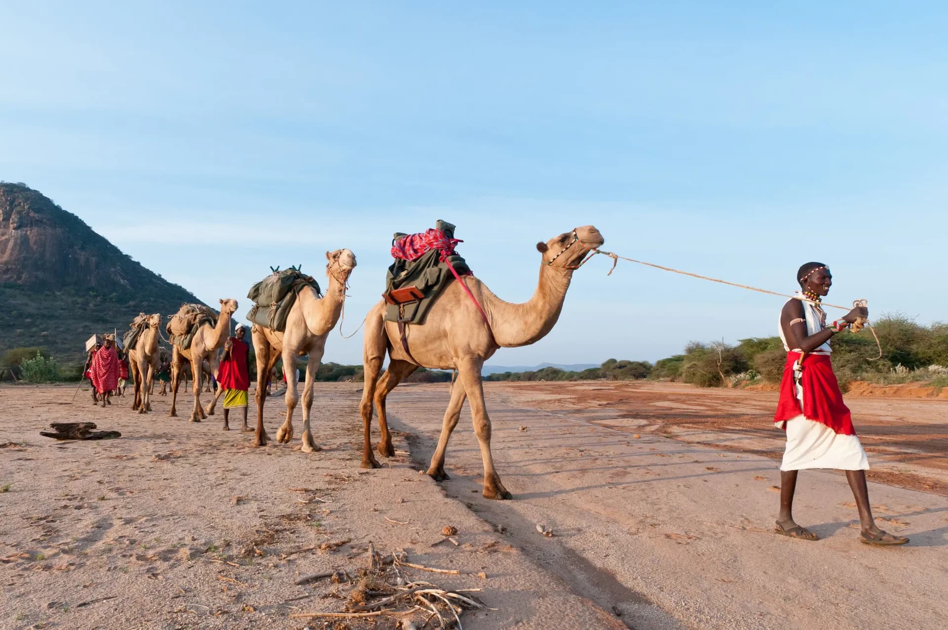 Karisia Walking Safaris camel line led by a Samburu guide through the wilderness